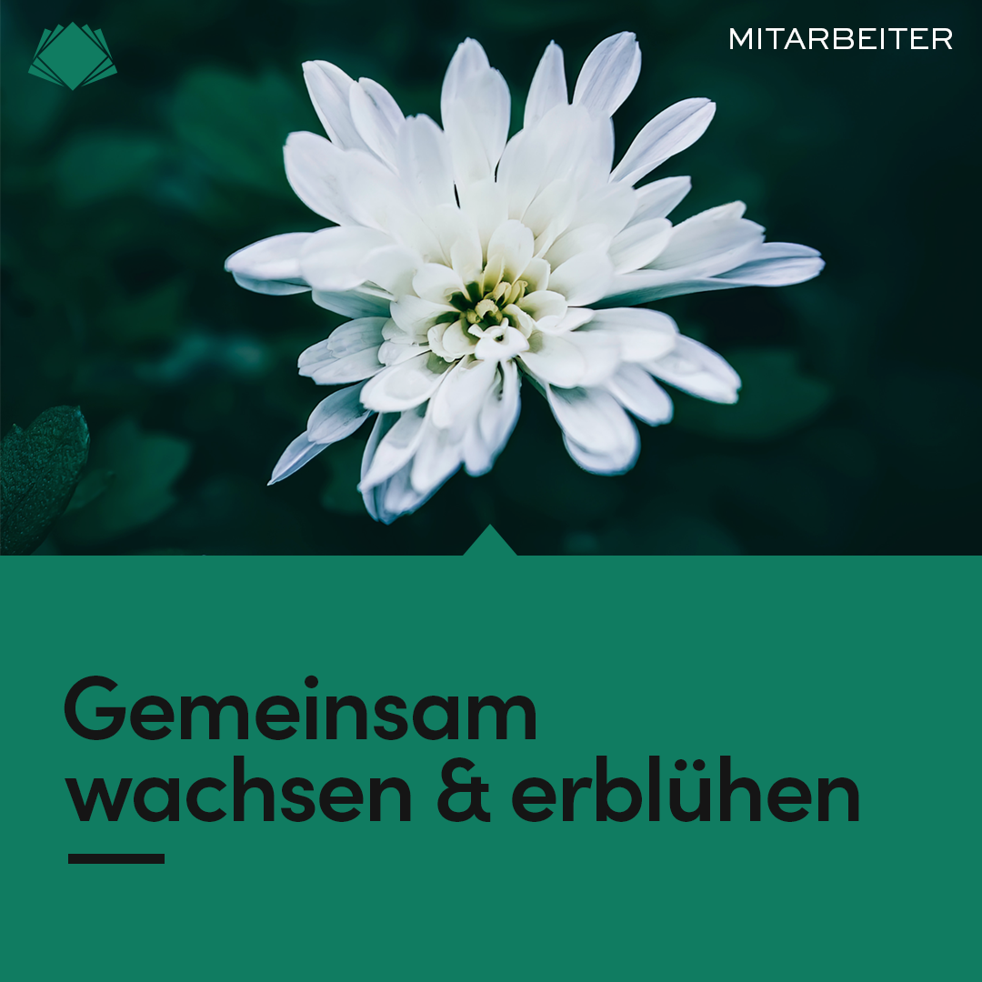 Social Media Post von Consolv mit Schriftzug Gemeinsam wachsen & erblühen und dem Bild einer weißen, vollen Blüte