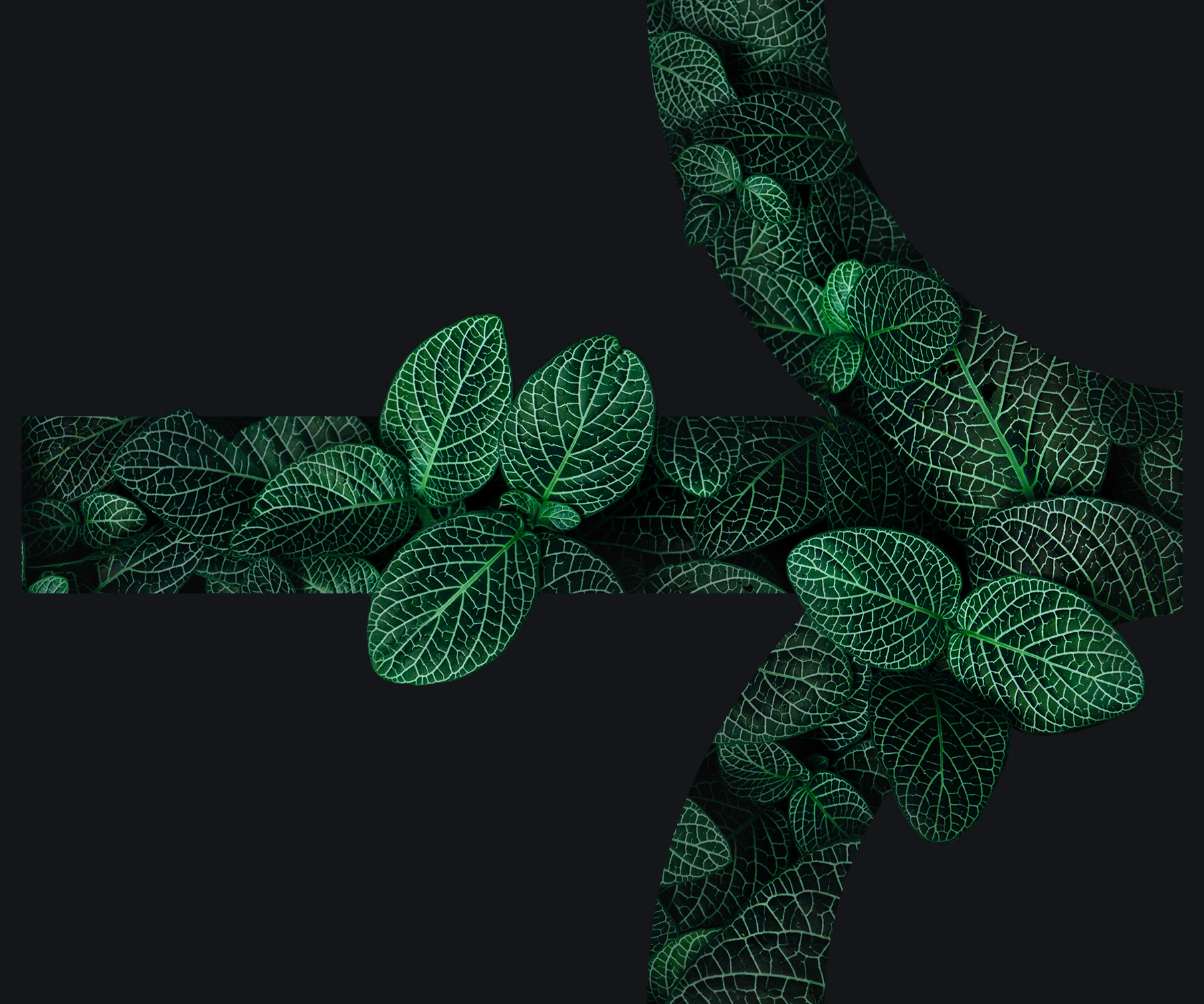 Ein Pfeil aus dem grüne Blätter wachsen weist Richtung Zukunft ohne Green-Washing